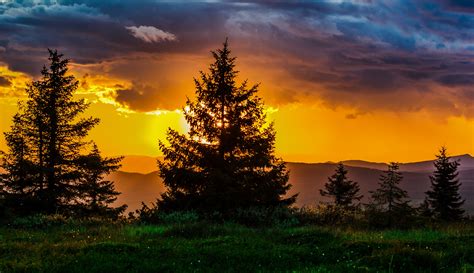 Pine Trees In Grass Field With A View Of Golden Hour Hd Wallpaper