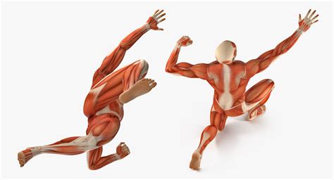 Male And Female Muscular System Anatomy Rigged Collection For Maya 3d