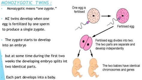 Twins Embryology