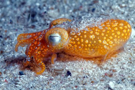 Wallpaper Cephalopod Marine Biology Invertebrate Octopus Marine