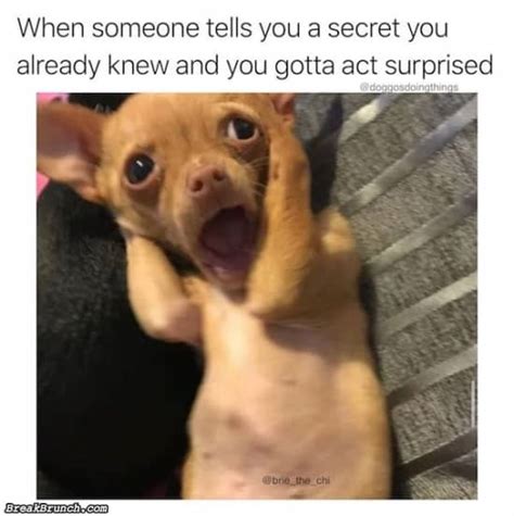 19 Funny And Cute Dog Pictures Breakbrunch