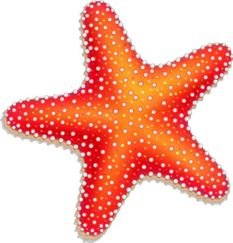 Download High Quality Starfish Clipart Vector Transparent Png Images