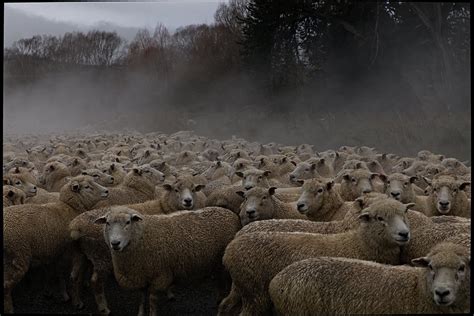 Sheep Mob Of Sheep On The Road John Barrow Flickr