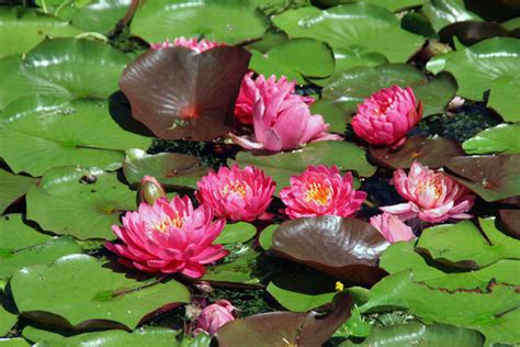 Jardín botánico de jena (es); Der Botanische Garten in Jena