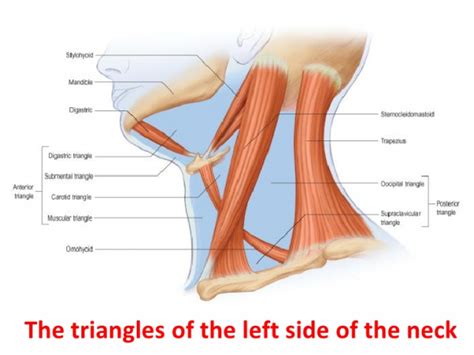 37.11 arteries of the neck left lateral view. Neck Masses | Pediatrics Clerkship | The University of Chicago
