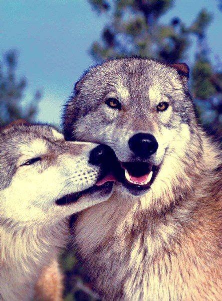 Wolf Kiss With Images Animals Kissing Cute Animals Animals