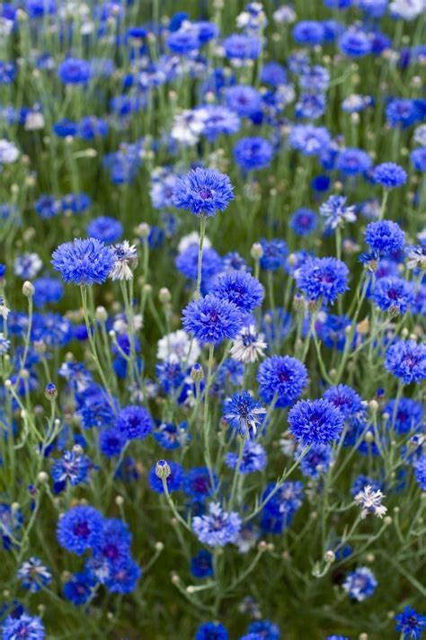 Controlled conditions of fast growing flowers from seed enhances the quality of the harvest. 7 fastest-growing flower seeds for the perfect summer ...