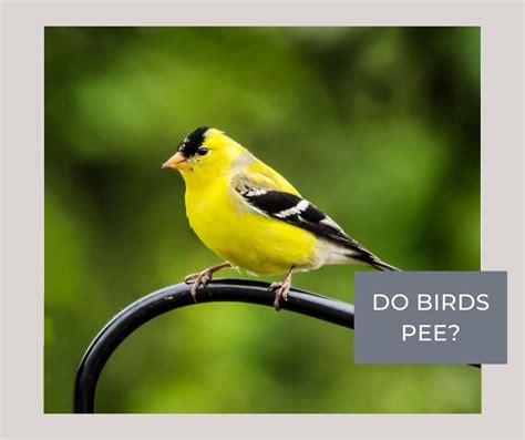 Do Birds Pee Decoding Your Feathered Friends Bizarre Bathroom Habits