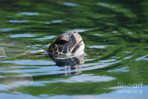 Definition of turtle heading in the idioms dictionary. Adorable Turtle Head Poking Out Of The Water Photograph by ...