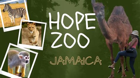 Hope Zoo Jamaica 🇯🇲 Uniqueyanique 🖤 Youtube