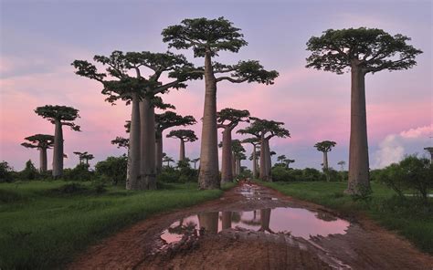 wallpaper tree baobab madagascar adansonia grandidieri grandidier s baobab scenery