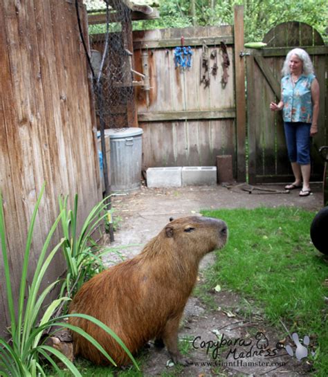 Capybara Photo Of The Day