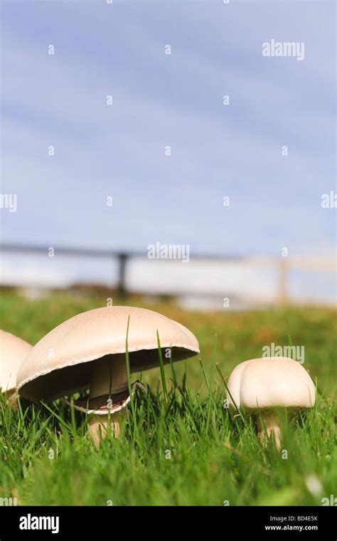 Edible Mushrooms Growing Wild In Grass Stock Photo Alamy