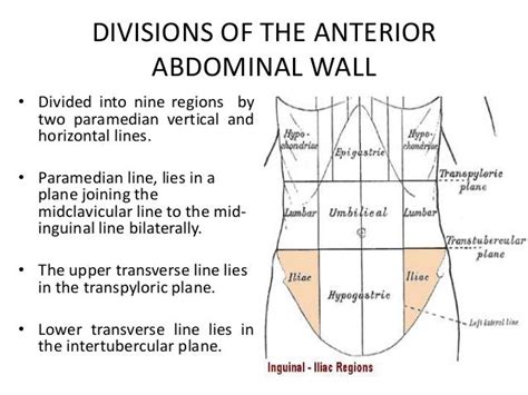 Abdominal Sectional Anatomy