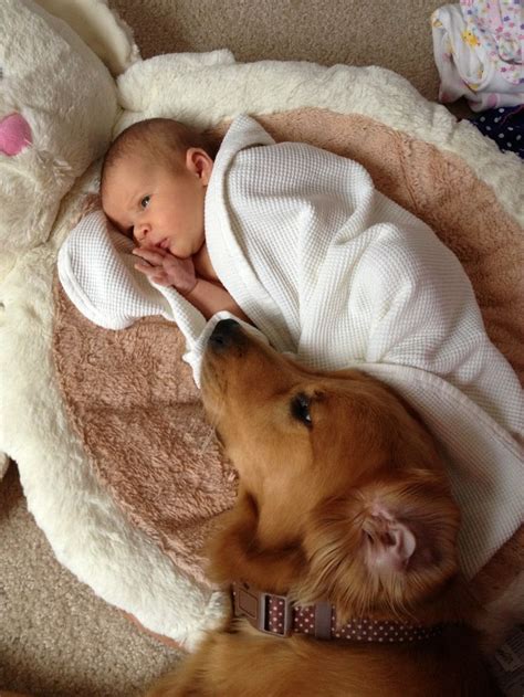 heartwarming   prove  babies  dogs page