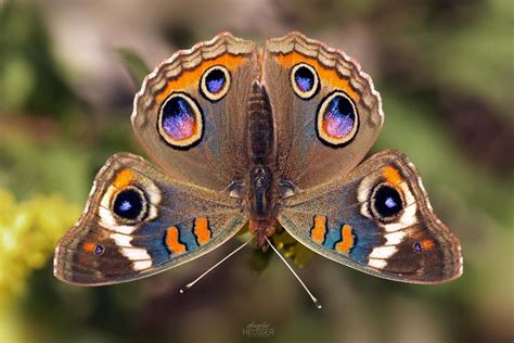 Common Buckeye Butterfly Junonia Coenia Photographed