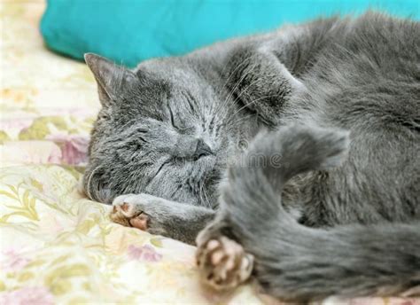 Sleeping Adult Real Grey Cat Stock Image Image Of Domestic Head