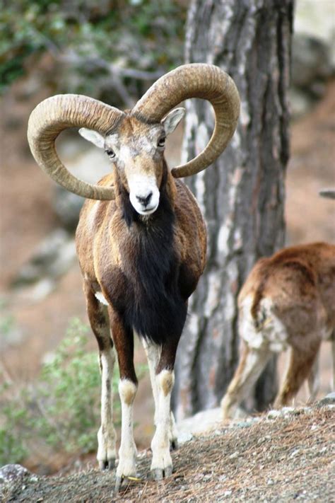 Protected Moufflon Goat Cyprus Cyprus Greece Cyprus Island Visit