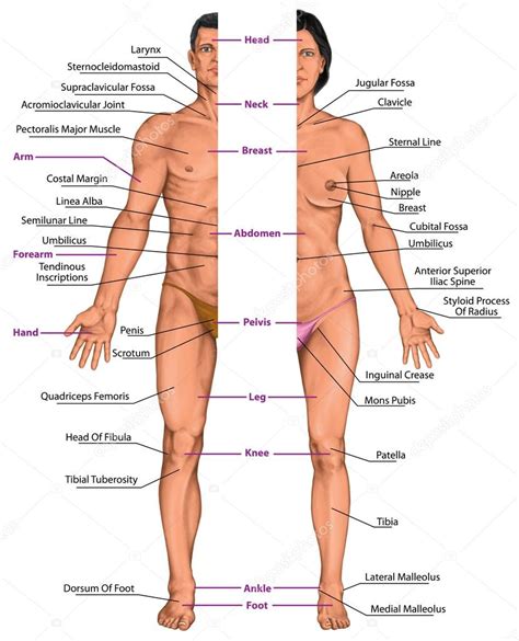 Male And Female Anatomical Body Surface Anatomy Human Body Shapes Anterior View Parts Of