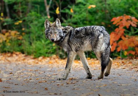 Gray Wolf Subspecies The World Of Wolves