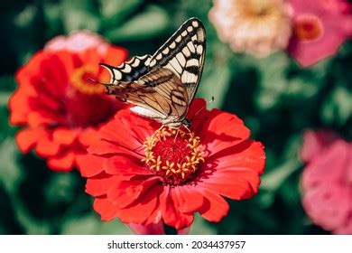 Western Tiger Swallowtail Butterfly Images Stock Photos Vectors