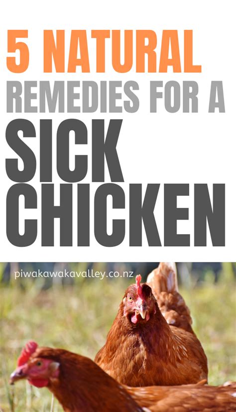 5 Natural Home Remedies For Sick Chickens Natural Antibiotics For