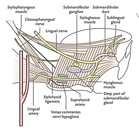 Submandibular Gland Submandibular Ganglion Langleys Ganglion And