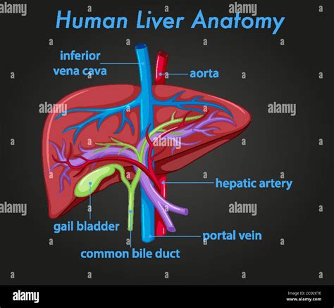 Liver Location In Human Body Picture