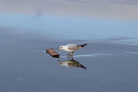 Free Images Sea Cold Winter Wing Seabird Seagull Ice