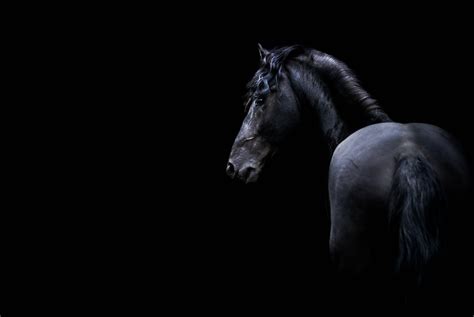 Dark Animals Horse Wallpapers Hd Desktop And Mobile Backgrounds
