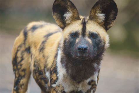 Im Listening African Painted Dogs Have An Impressive Number Of