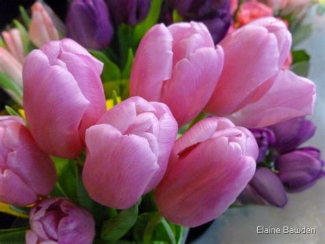 luscious creamy pink tulips by elaine bawden redbubble