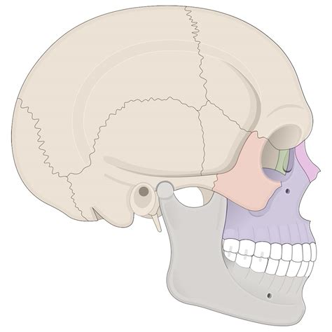 Overview Of The Human Skull Lesson Human Bio Media