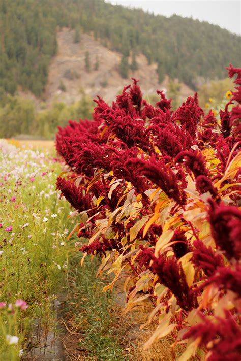 Amaranth ‘hopi Red Dye Gardening