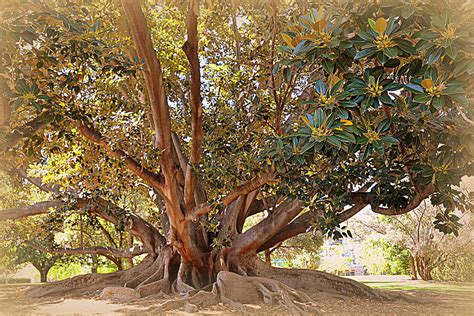 tree of glory photograph by toni abdnour fine art america