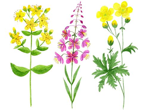 Wildflowers Clipart Botanical Watercolor Floral Png Files Etsy
