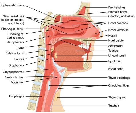 File Anatomy Of Nose Pharynx Mouth Larynx Wikimedia Commons