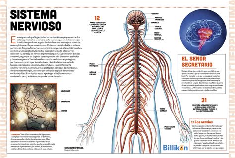 Cuerpo humano toda la información del sistema nervioso y un material descargable Billiken