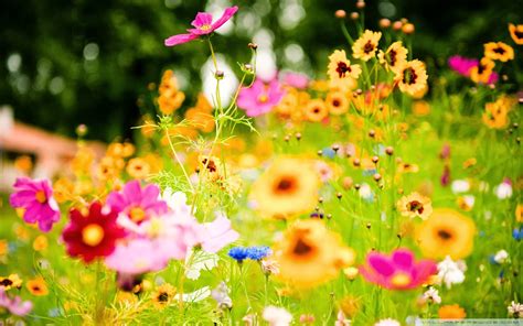 47 Summer Flowers Screensavers And Wallpaper On
