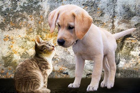 La Buena Comunicación Entre Perros Y Gatos Especiespro Publicación