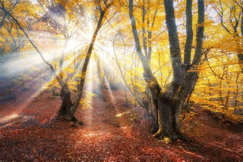 Magical Autumn Forest With Sun Rays Nature Stock Photos ~ Creative Market