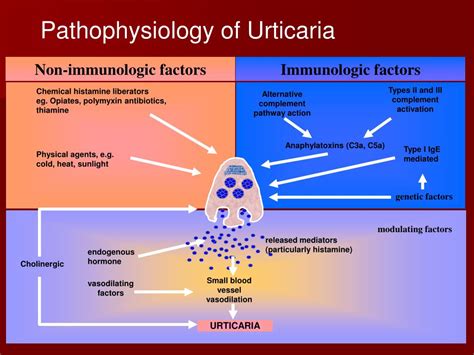 Exercise Induced Urticaria Pathophysiology Online Degrees