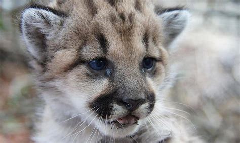 Mountain Lion Kitten Spotted Near Los Angeles Fuels Conservation Hopes