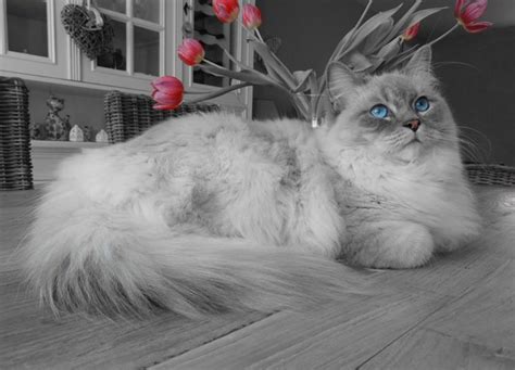 Ragdoll Cats Everything You Need To Know About The Breed Everything