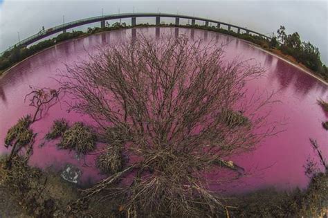 Rare Sight Romantic Pink Lakes Nature Babamail