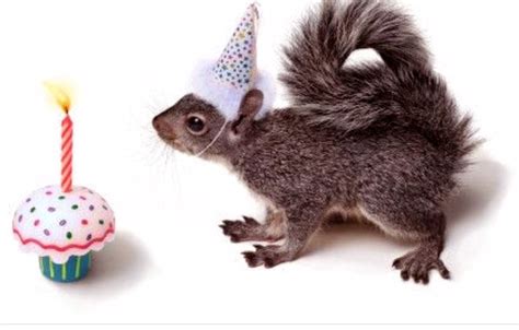Pin By Sa On Because Squirrels Happy Birthday Squirrel Happy