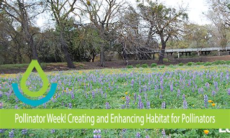 Pollinator Week Creating And Enhancing Habitat For Pollinators