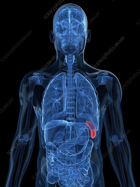 Healthy Spleen Artwork Stock Image F0048197 Science Photo Library