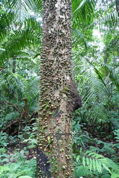 Thorny Palm Tree Trunk Photo