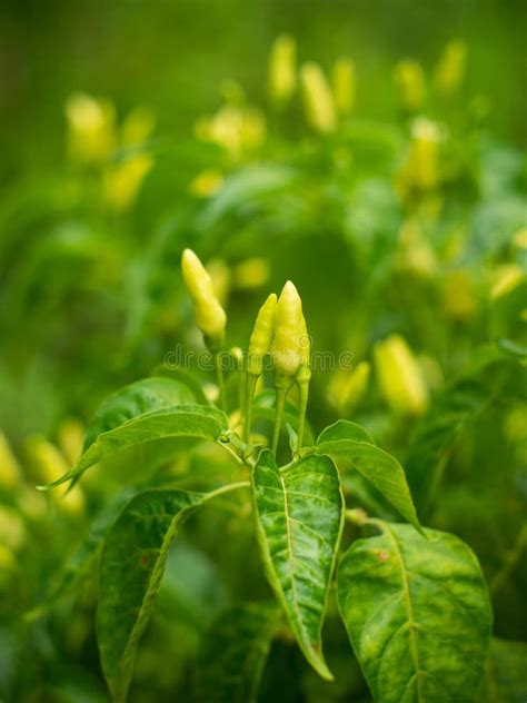 Green Chili Plant Wait For Harvest Stock Photo Image Of Vegetable